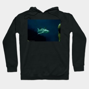 Leopard Shark Hoodie